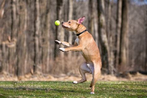 A Retriever Mixed Breed Dog Jumping To Catch A Ball Stock Image Image