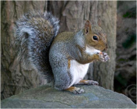 Fine Art Photography By Tony Winfield Grey Squirrel Eating Peanut