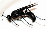 Images of Black Wasp