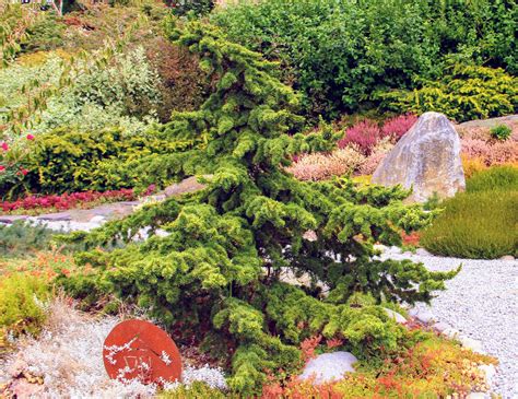 Pinus Strobus Blue Fountain Eastern White Pine Conifer Kingdom