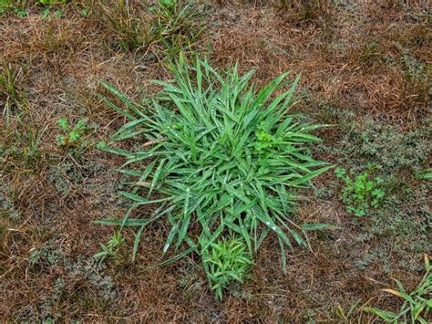 What Kills Signalgrass Getting Rid Of Signalgrass Plants