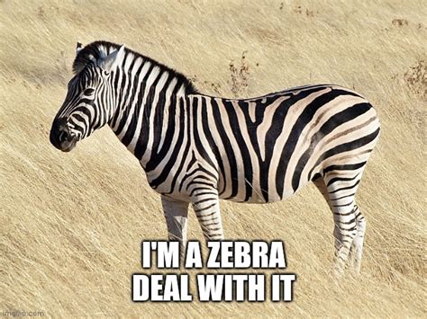 Im Zebra Deal With It Imgflip