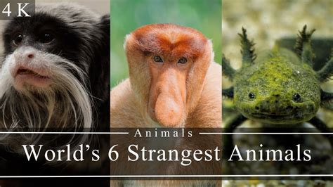 Worlds 6 Strangest Animals Explore The World Youtube