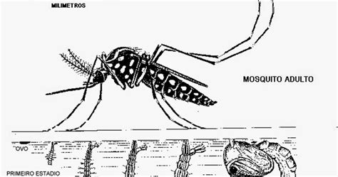 Como Desenhar Um Mosquito Da Dengue