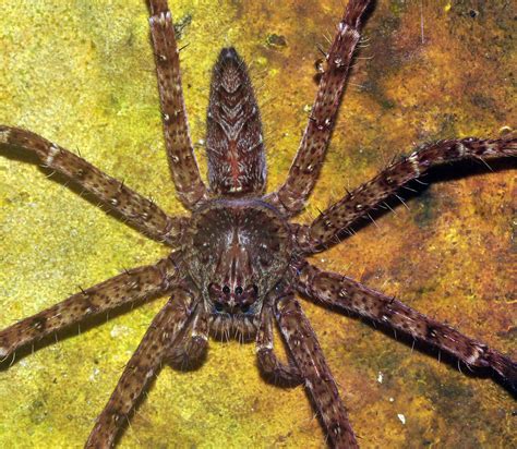 Huntsman Spider Sparassidae Gunung Leuser National Park Flickr