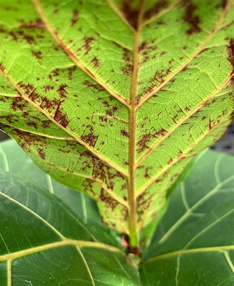 List Of 10 Small Brown Spots On Fiddle Leaf Fig