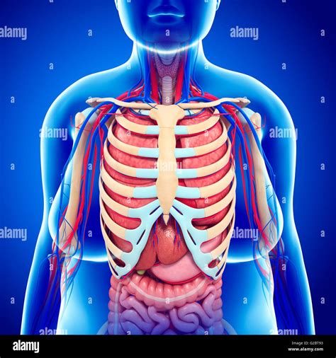 Menschlichen Brustkorb Und Die Inneren Organe Abbildung Stockfoto