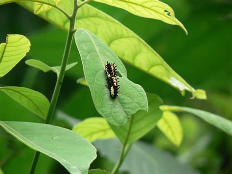 Butterfly Caterpillar Papilio Clytia Linnaeus 1758 Flickr