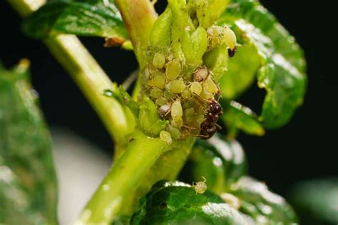 9 Flowers That Aphids Love And How To Keep Them Away Pest Pointers