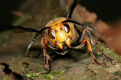 Dozens Killed By Giant Hornets In Angkang Shaanxi China Metro News