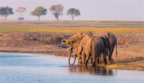 A Botswana Safari as One of the Best Sustainable Tourism Examples - The Sustainable Travel