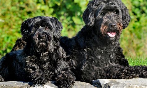 Book A Swim With These Fun Loving Portuguese Water Dogs In The Algarve