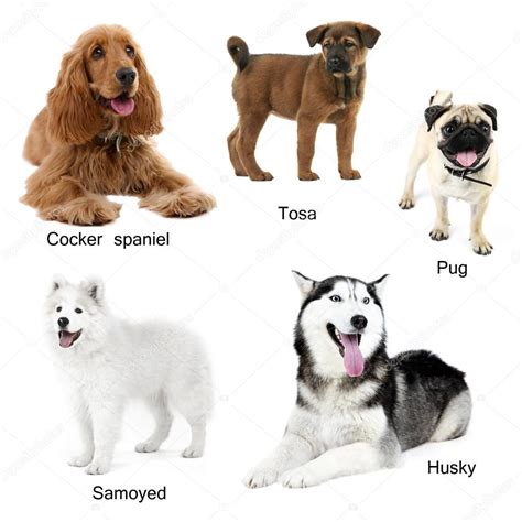 Different Breeds Of Dogs Stock Photo By ©belchonock 70578029