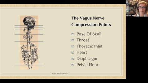 Introduction To The Vagus Nerve As A Pinched Nerve Youtube