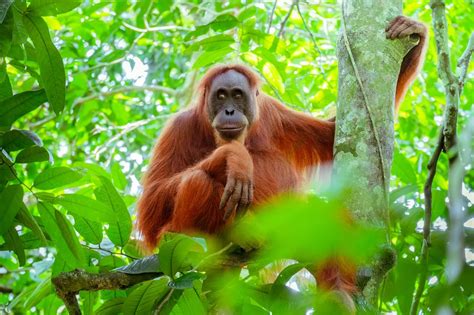 Weiblicher Orang Utan Puzzle Factory