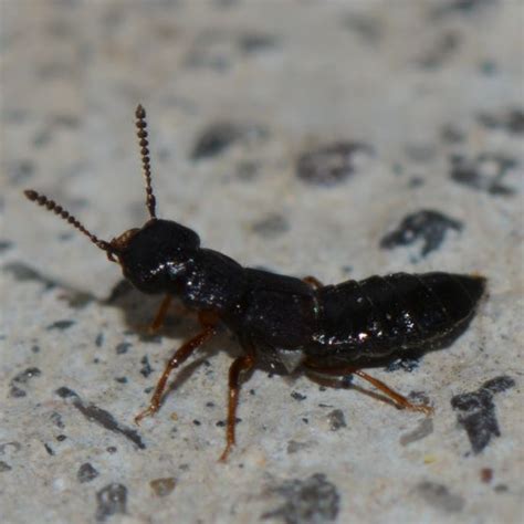 Rove Beetle Staphylinidae Oxytelus Bugguide