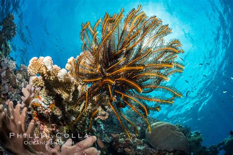 Crinoid Feather Star On Pristine Coral Reef Fiji Crinoidea Vatu I