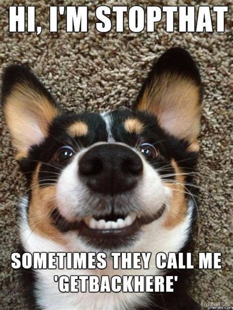Funny Dog Pictures With Captions10 Fallinpets