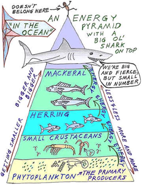The pyramid makes it clear why there can be only a limited number of trophic levels in a food chain or web. About - Marine Biome