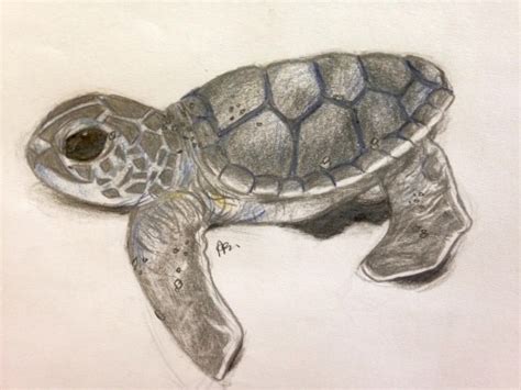 The hawksbill sea turtle (eretmochelys imbricata) is an endangered species of turtle. Sea Turtle Drawing Tumblr at GetDrawings | Free download
