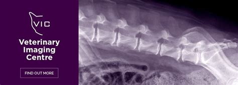 Perth Vet Specialists Veterinary Radiology Veterinary Medicine