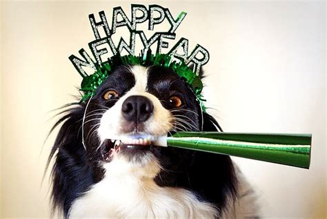 Pups Celebrating The New Year Life With Dogs
