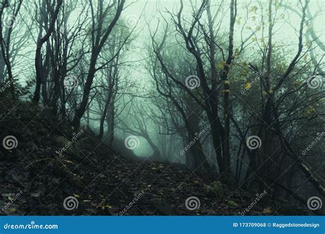 A Path Going Through An Eerie Spooky Forest On A Misty Winters Days
