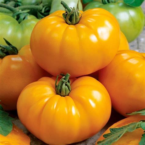 Chefs Choice Orange Tomato• طماطم برتقالي | plantnmore