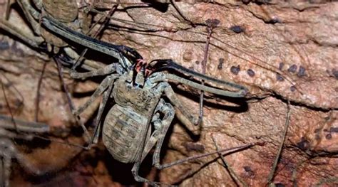 Científicos Abrieron Cueva Sellada Por 5 Millones De Años Y Hallaron Especies Extrañas Invdes