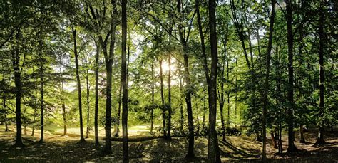 Broad Leaf Trees Forest With Green Backlit Leafs At Summer Daylight