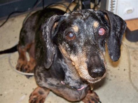 Dachshund Dog Health Issues Symptoms And Solution