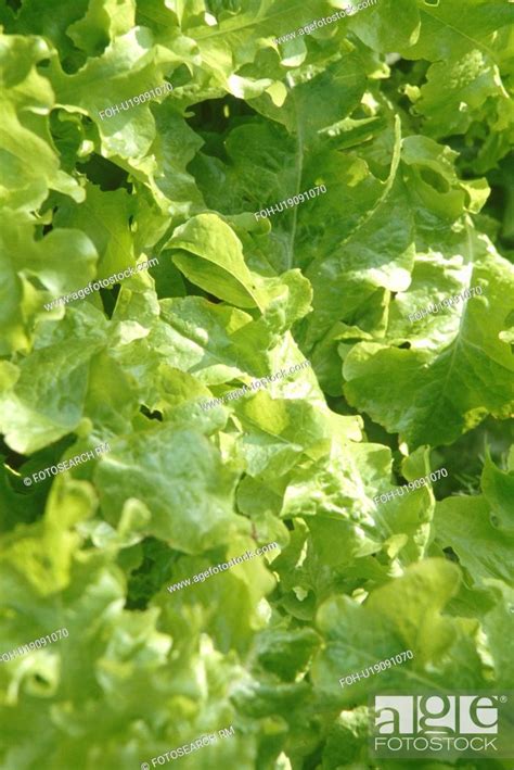 Close Up Of Green Lettuces Stock Photo Picture And Rights Managed