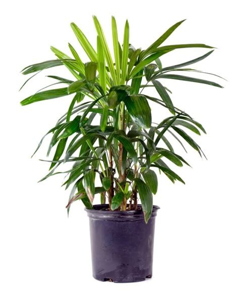 Palm Species Houseplants Rhapis Excelsa Is One Of The Most Popular
