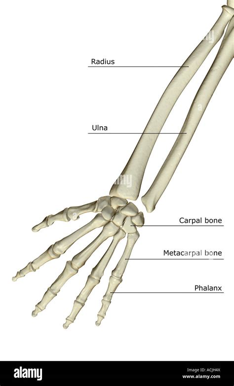 Human Forearm Bone Anatomy
