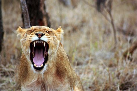 Images Gratuites La Nature Animal Faune Sauvage Afrique Crinière