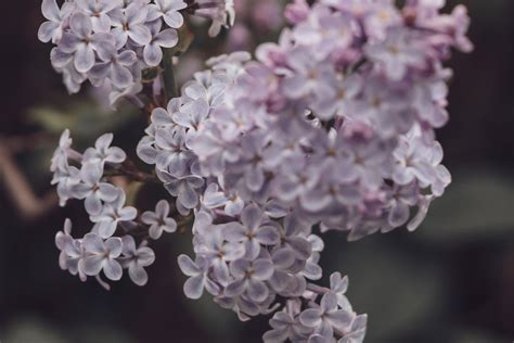 How To Propagate A Lilac Bush Dengarden