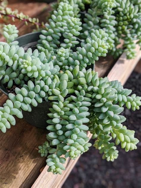 Burros Tail Care Guide How To Grow This Unique Succulent