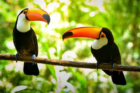 Two Toco Toucan Birds Happy Beaks Blog