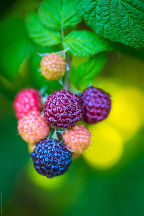 berries | Fresh berries, Berries, Fruit