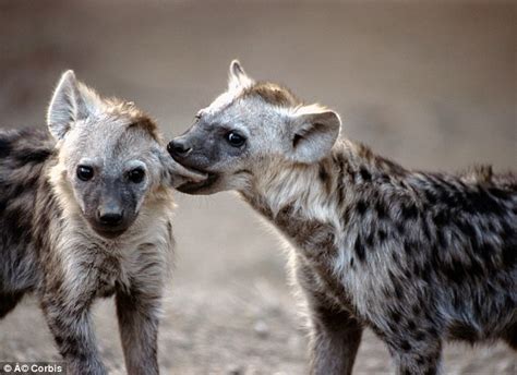 Zoo Spent Four Years Trying To Get Two Male Hyenas To Mate Daily Mail