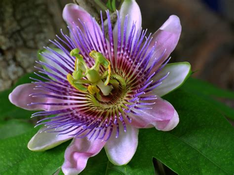 DiÁrio Com A Natureza 04 De Abril Flor Do MaracujÁ Passion Flower