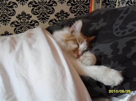 My Cat Sleeping In My Bed By Hermelientjeee On Deviantart