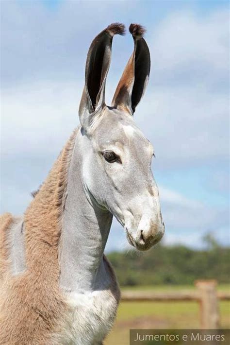 pega donkey  breed  brazil    create gaited mules  brazilian