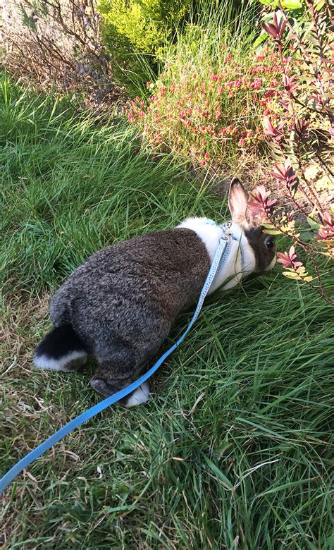 Bunny On A Leash Can You Walk A Rabbit By Squeaks And Nibbles