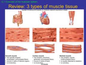 There are three types of muscle tissue in the human body: types of muscle chapter 12 muscular system. points to ponder what are the three