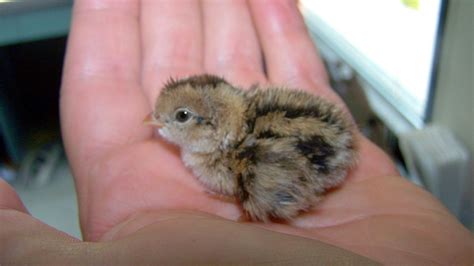 You can create a schedule. What to Do When You Find a Baby Bird on the Ground