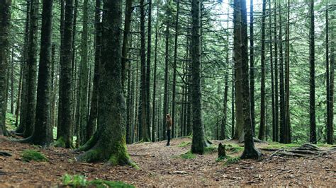 Wallpaper Spruce Fir Forest Woodland Ecosystem Tree
