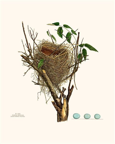 Vintage Botanical Print Bird Nest Eggs Giclee Antique Natural Etsy