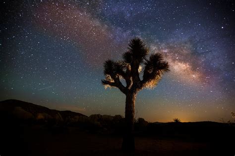 Joshua Tree National Parks Famous Trees Are Facing