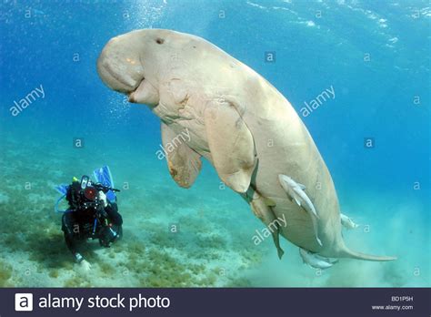 (1933) das skelett von placodus gigas agassiz. Dugongidae Stockfotos & Dugongidae Bilder - Alamy